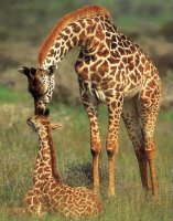 giraffes.jpg