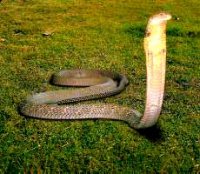 King Cobra.jpg