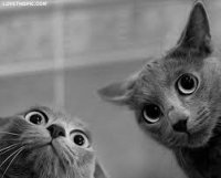 upload_2015-1-14_16-45-5.jpeg