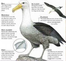 36b4461436a0468806e695735b94585c--albatross-extinct.jpeg