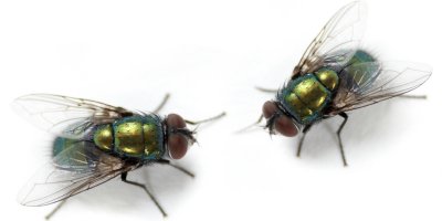 istock_000001759709small_2-flies.jpg