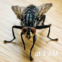 common-house-fly.jpg common-house-fly.jpg