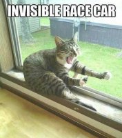 cat race.jpg