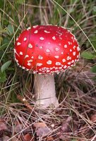 220px-Amanita_muscaria_(fly_agaric).JPG