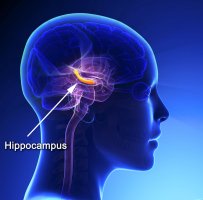 hippocampus-lateral.jpg