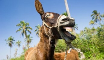 donkey-laughing-1024x597.jpg