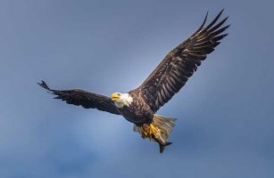 bald_eagle-flying-fish-talons-24.jpg