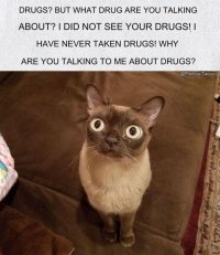 catdrugs.jpg