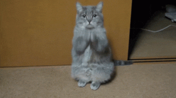 cat-what-the-fuck-are-you-doing (1).gif