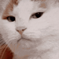 disappointed-cat.gif