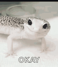 wink-gecko.gif