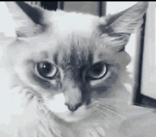 shocked-cat-min.gif