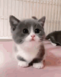 cat-kitty.gif