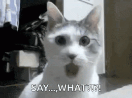 cat-confused-reaction-say-what-8d3gxeysybg4b13h.gif