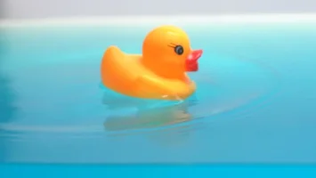 little duck