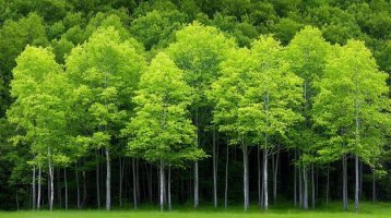 vibrant-green-spring-trees-in-a-lush-forest-meadow-landscape-photo.jpeg