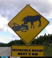 invinciblemoose.jpg